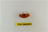 藏品(糾結南方招潮蟹)的圖片